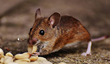 24 Hour & Emergency Exterminators in Lowden, WA